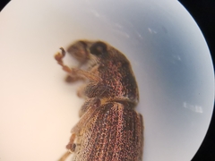 Sitona lineatus