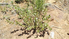 Dyschoriste burchellii