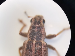 Sitona lineatus