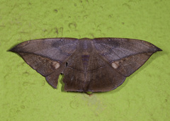 Oxydia mexicata