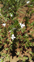 Dyschoriste burchellii