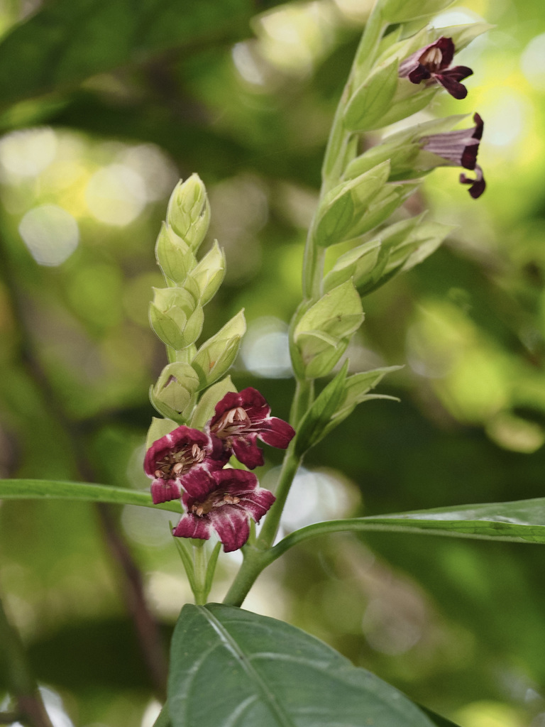 Chroesthes longifolia
