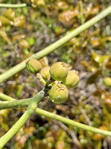 Euphorbia boinensis