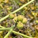 Euphorbia boinensis - Photo (c) feno,  זכויות יוצרים חלקיות (CC BY-NC), הועלה על ידי feno