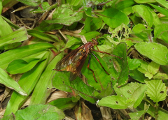 Blepharepium annulatum