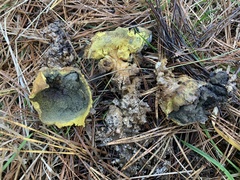 Scleroderma septentrionale