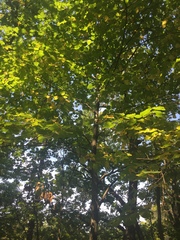 Tilia americana americana