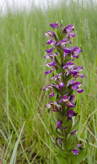 Brachycorythis ovata