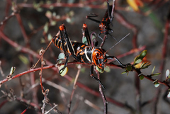 Tropidacris collaris