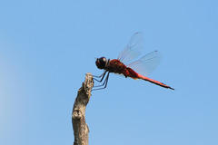 Tramea transmarina euryale