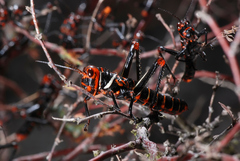 Tropidacris collaris