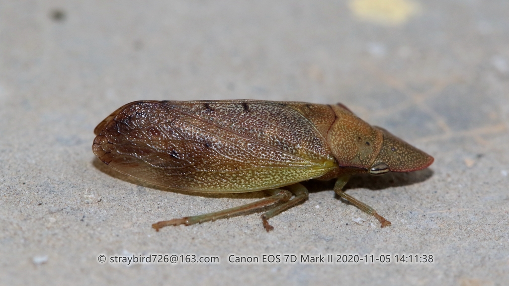 Tituria