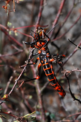 Tropidacris collaris