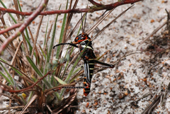 Tropidacris collaris