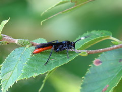 Protichneumon