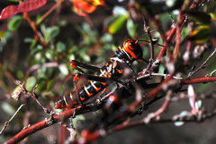 Tropidacris collaris