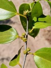 Bathiorhamnus reticulatus image