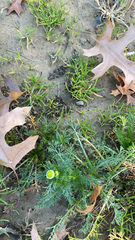 Matricaria discoidea