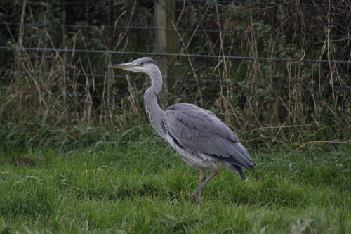 Ardea cinerea