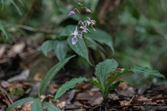 Calanthe reflexa