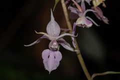 Calanthe reflexa