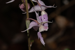 Calanthe reflexa