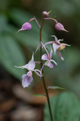 Calanthe reflexa