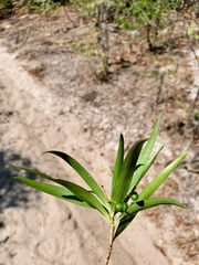 Dracaena reflexa image