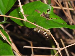 Apalacris varicornis
