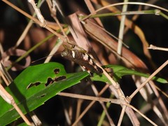 Apalacris varicornis