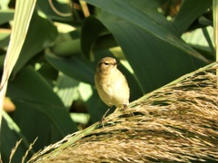 Phylloscopus collybita
