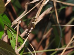 Apalacris varicornis