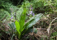 Calanthe sylvatica
