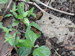 Eresia phillyra phillyra