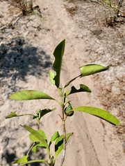 Pyrostria