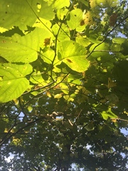 Tilia americana americana
