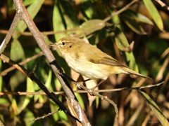 Phylloscopus collybita