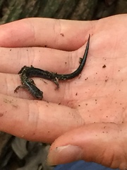 Plethodon cinereus