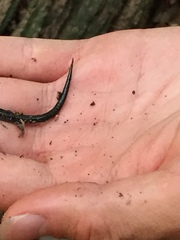 Plethodon cinereus