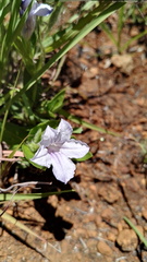Ruellia cordata