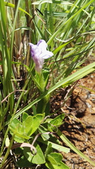 Ruellia cordata