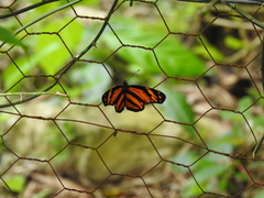 Eresia phillyra phillyra