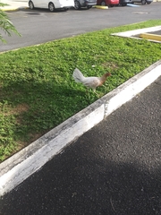 Gallus gallus domesticus