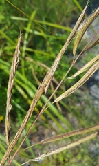Sporobolus michauxianus