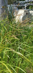 Sporobolus michauxianus