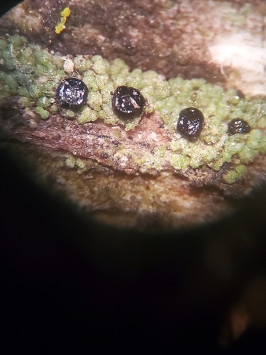 iNaturalist observation photo of Lecanora cadubriae