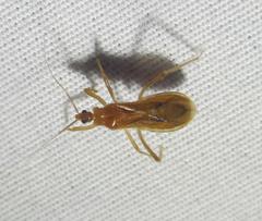 Oncerotrachelus pallidus