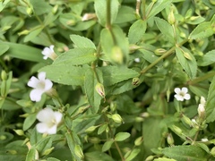 Limnophila aromatica