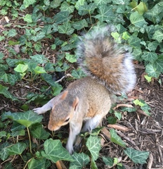 Sciurus carolinensis