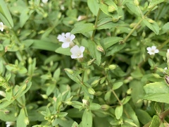 Limnophila aromatica